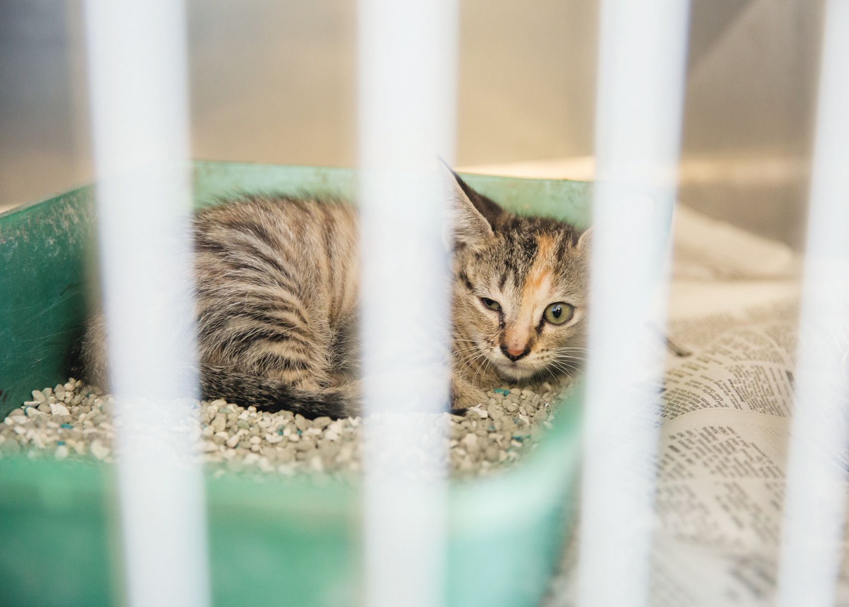 Disaster for humans means catastrophe for pets